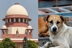 వీధి కుక్కల సమస్యపై సుప్రీంకోర్టు సంచలన వ్యాఖ్యలు
